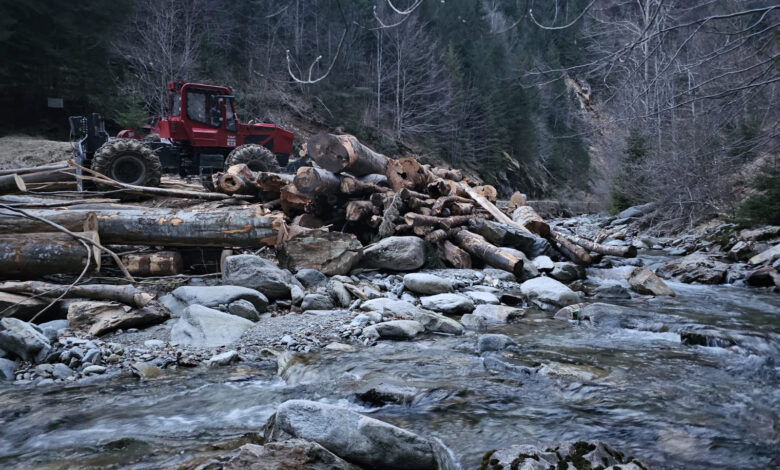 Furt de lemne în Baia de Fier