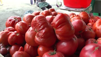 Marfa din piață se strică de căldură