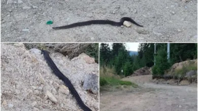 Alertă pe traseele turistice