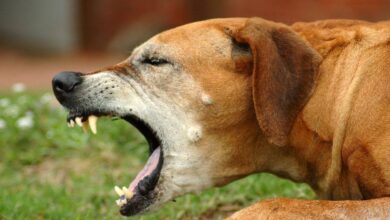 Femeie mușcată de câinele vecinului