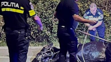 Cal în agonie salvat de politiști