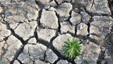 Terenurile prezintă urme de deșertificare